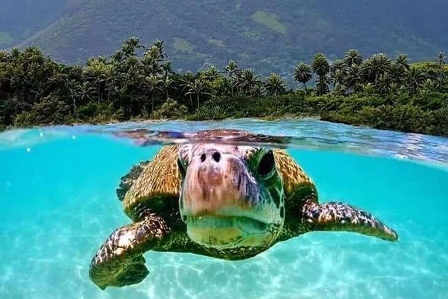 Circle Island: Swim with Turtles and Explore Paradise Oahu - Chinaman’s Hat and Kualoa Regional Park