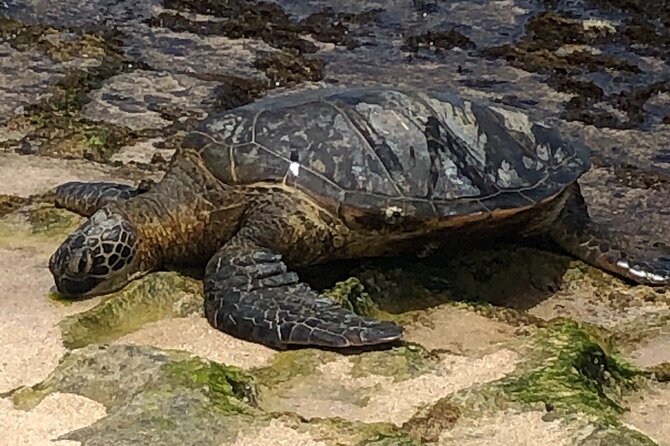 Circle Island tours - swim with turtles,Private & Small Group Tours - Looking for sea turtles and monk seals on the North Shore