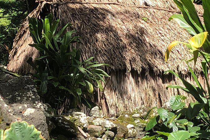 Circle Island tours - swim with turtles,Private & Small Group Tours - Haleiwa and the macadamia nut farm