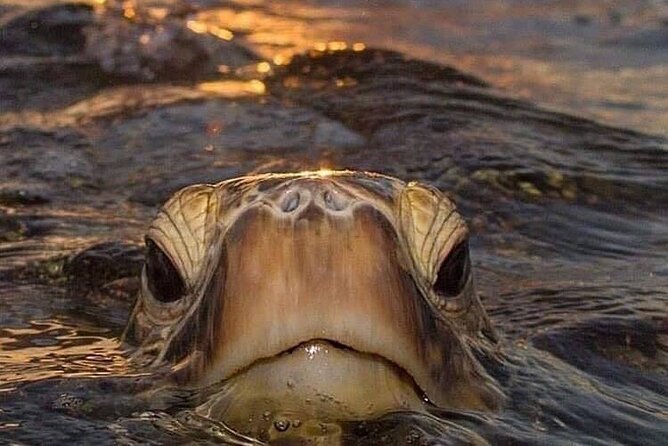 Circle Island tours - swim with turtles,Private & Small Group Tours - Starting with Diamond Head or Makapuʻu Lighthouse