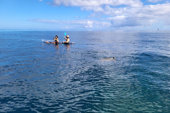 Clear Bottom Kayak - Guaranteed to see Turtles! - The river section and local stories