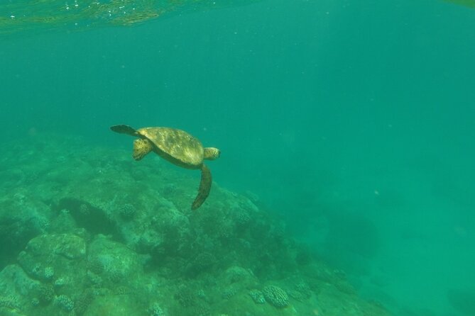 Clear Bottom Kayak - Guaranteed to see Turtles! - Paddling over the reef in a clear kayak