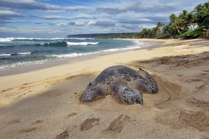 Custom Island Tour - for 4 to 5 people - up to 8 hours - Private tour of Oahu - The Grand Circle route, from Honolulu to the island’s outer reaches