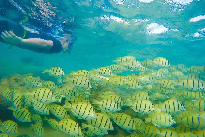 Customizable Island Tours Tours on Oahu - One private day to shape around Oahu