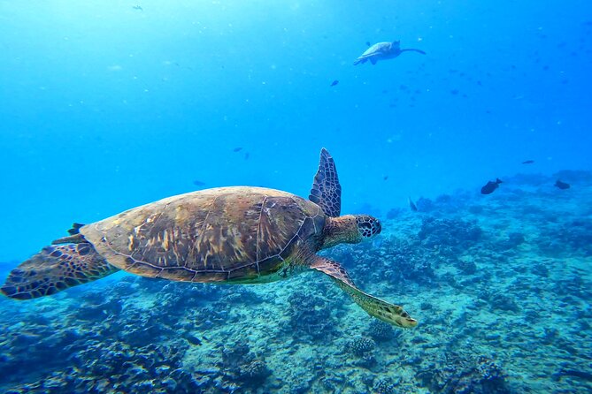 Deluxe Turtle Snorkeling Escapade at Waikiki - Key points to know before booking