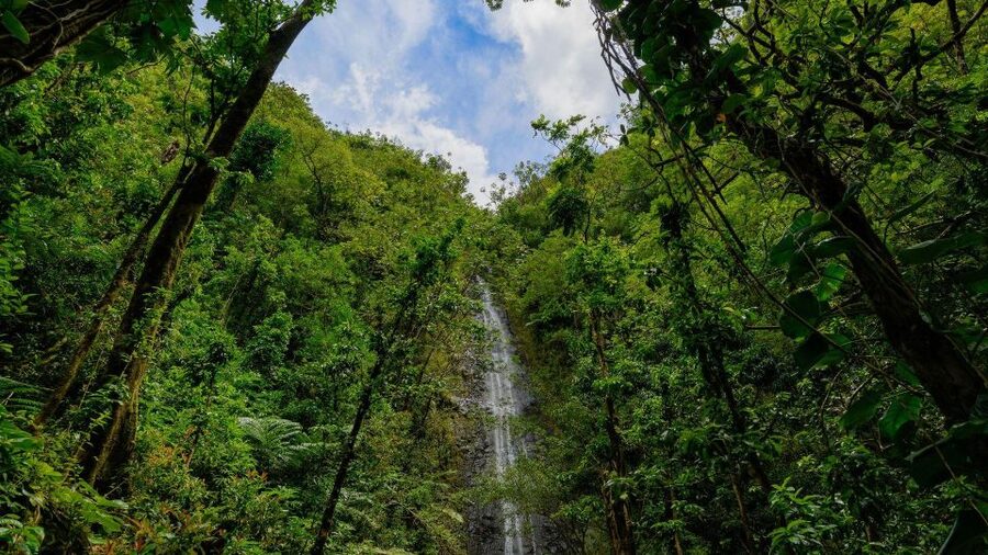 Diamond Head Manoa Falls - Key points at a glance