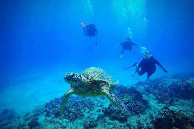 DISCOVER Scuba Diving Experience in Honolulu - Key points for this Honolulu scuba experience