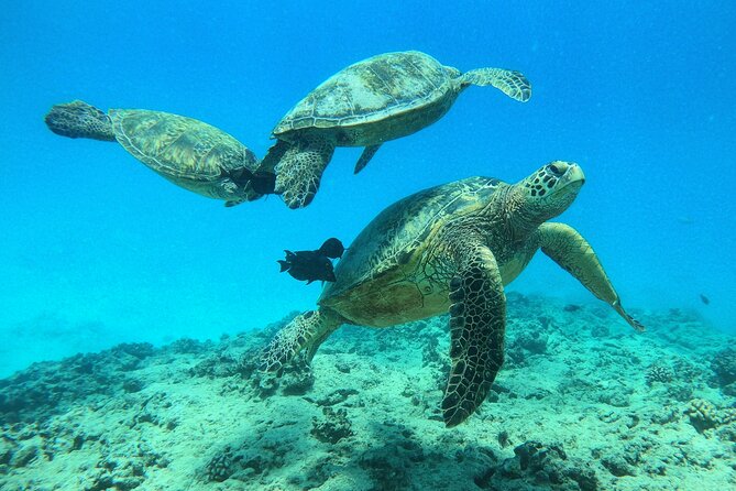 DISCOVER Scuba Diving Experience in Honolulu - A gentle first step into scuba