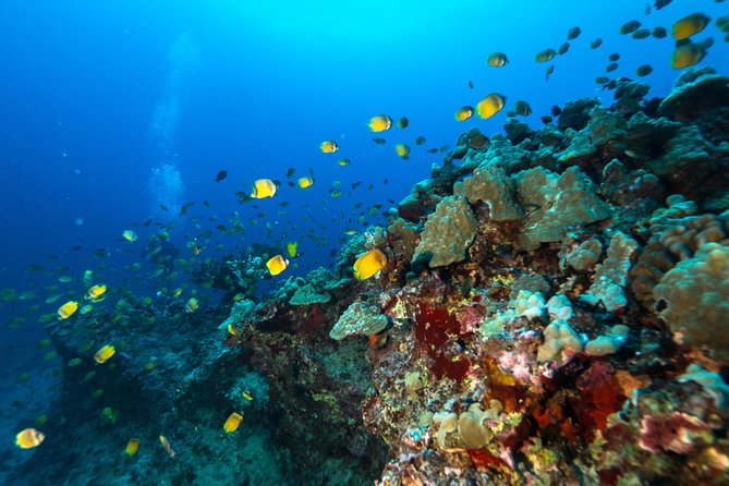 DISCOVER Scuba Diving Experience in Honolulu - What the instructors do well