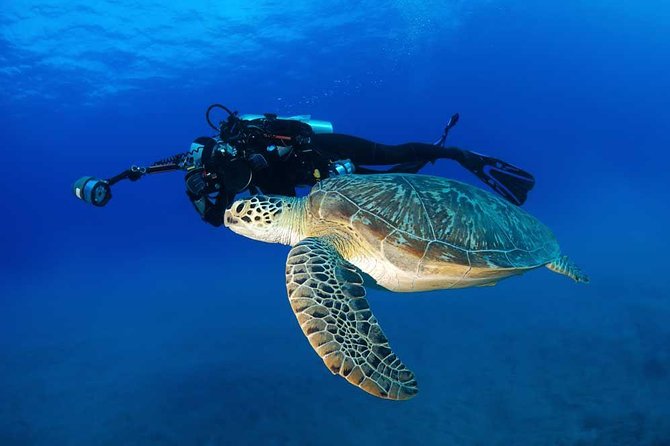 DISCOVER Scuba Diving Experience in Honolulu - Marine life, with realistic expectations