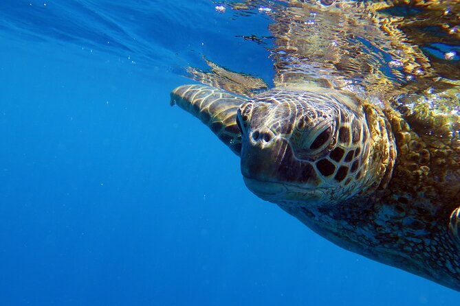 DISCOVER Scuba Diving Experience in Honolulu - Meeting the crew at Kewalo Basin Harbor