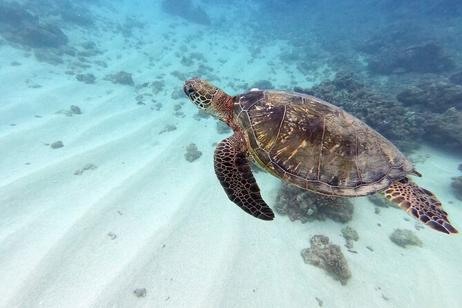 Discover Scuba Diving in Hawaii - Non certified divers! - Key Points