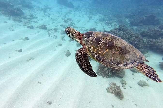 Discover Scuba Diving in Hawaii - Non certified divers! - What the $237.69 Price Means