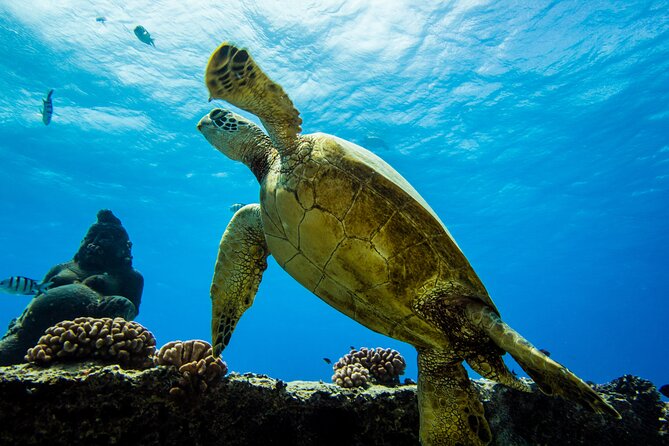 Discover Scuba Diving in Hawaii - Non certified divers! - Learning Basic Skills Before Going Underwater
