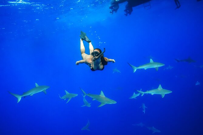 Dive with Sharks in Hawaii: Shark Tour from Haleiwa - Key things to know before you book