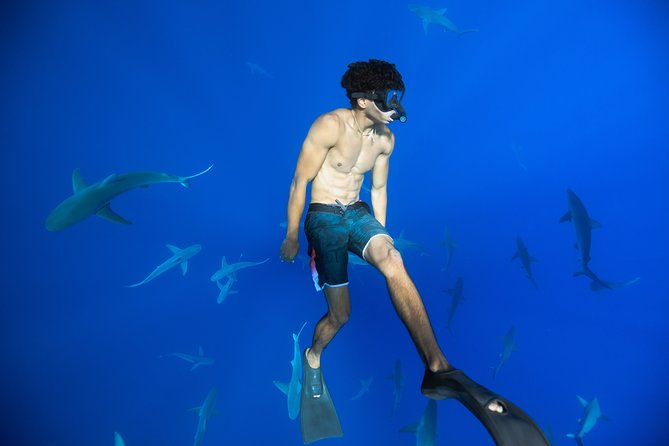 Dive with Sharks in Hawaii: Shark Tour from Haleiwa - From Haleiwa Harbor to open water