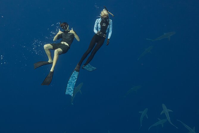 Dive with Sharks in Hawaii: Shark Tour from Haleiwa - Why the marine science matters