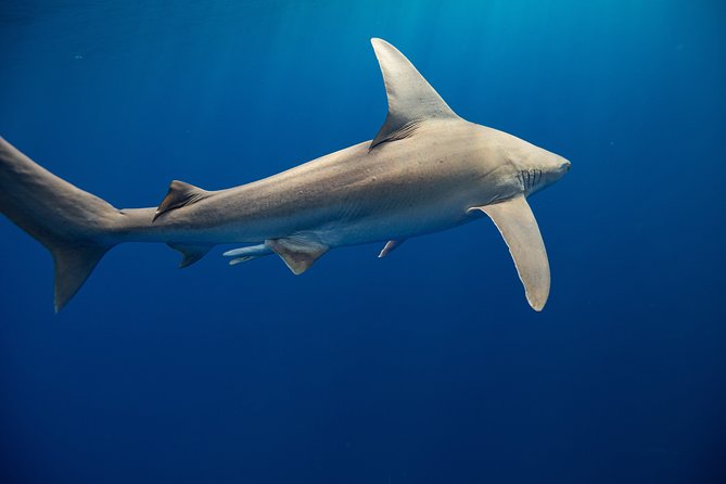 Dive with Sharks in Hawaii: Shark Tour from Haleiwa - Two hours, with a short ride and plenty of water time