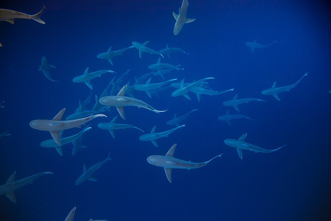 Dive with Sharks in Hawaii: Shark Tour from Haleiwa - The price and the extras