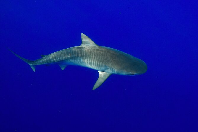 Dive with Sharks in Hawaii: Shark Tour from Haleiwa - Who will get the most from this experience