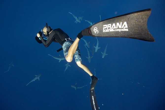 Dive with Sharks in Hawaii: Shark Tour from Haleiwa - Booking and cancellation details worth noting