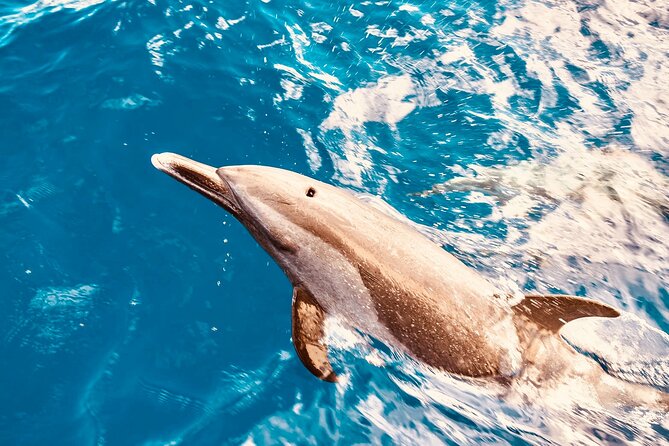 Dolphin Watching and Snorkeling on the West Coast of Oahu - Key points at a glance