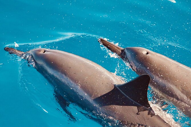 Dolphin Watching and Snorkeling on the West Coast of Oahu - What this West Oahu trip is really about