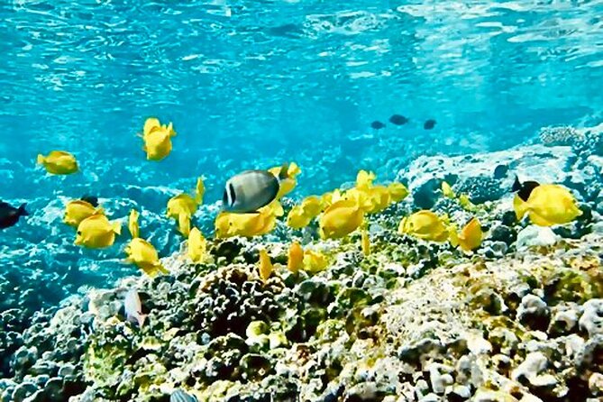 Dolphin Watching and Snorkeling on the West Coast of Oahu - Snorkeling near turtle habitat
