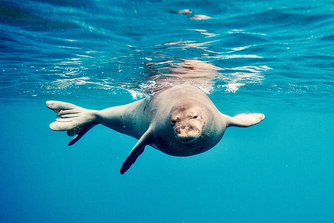 Dolphin Watching and Snorkeling on the West Coast of Oahu - Lunch, snacks, and the onboard rhythm