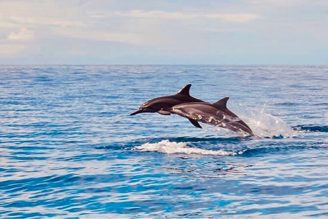 Dolphin Watching and Snorkeling on the West Coast of Oahu - A steady catamaran ride along Oahu’s west coast