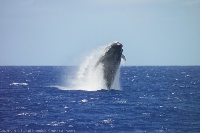 Early Bird Whale Watching Cruise from Waikiki - Key things to know before booking