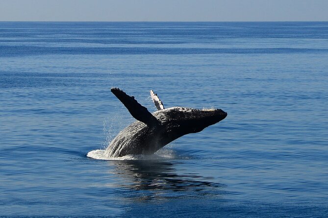 Early Bird Whale Watching Cruise from Waikiki - Breakfast with pineapple bread and Kona coffee
