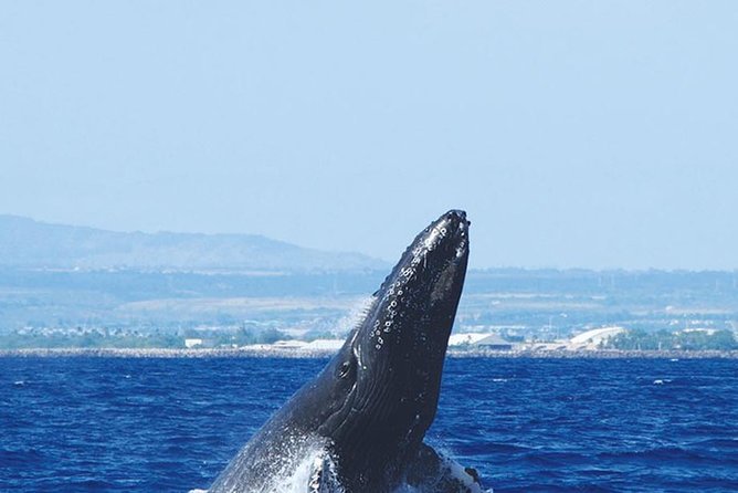 Early Bird Whale Watching Cruise from Waikiki - Four decks, four ways to search for whales
