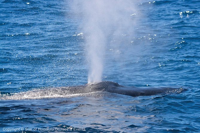 Early Bird Whale Watching Cruise from Waikiki - Whale sightings: rewarding, but never certain