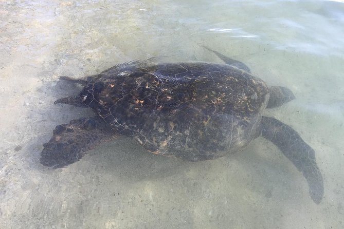 Eco-adventure friendly Aloha Island Tour - Mokoli’i Island and a Hawaiian Origin Story