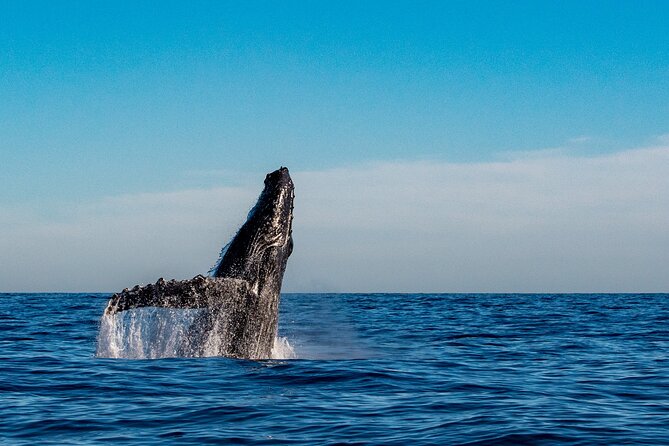 Explore Turtle Canyons Waikiki Snorkel and Sail Adventure - What three hours feels like