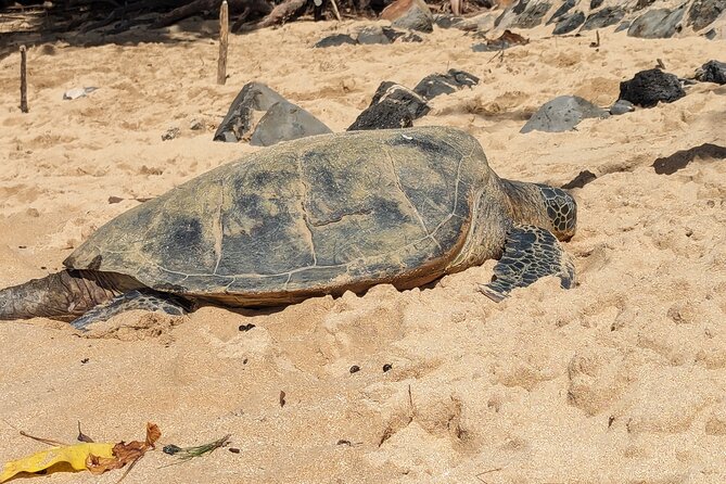 Famed North Shore Tour - Haleiwa is the best place for food, shops, and surf-town character