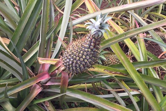 Family-Friendly Private Circle Island Tour of Oahu - Pickup, timing, and practical details