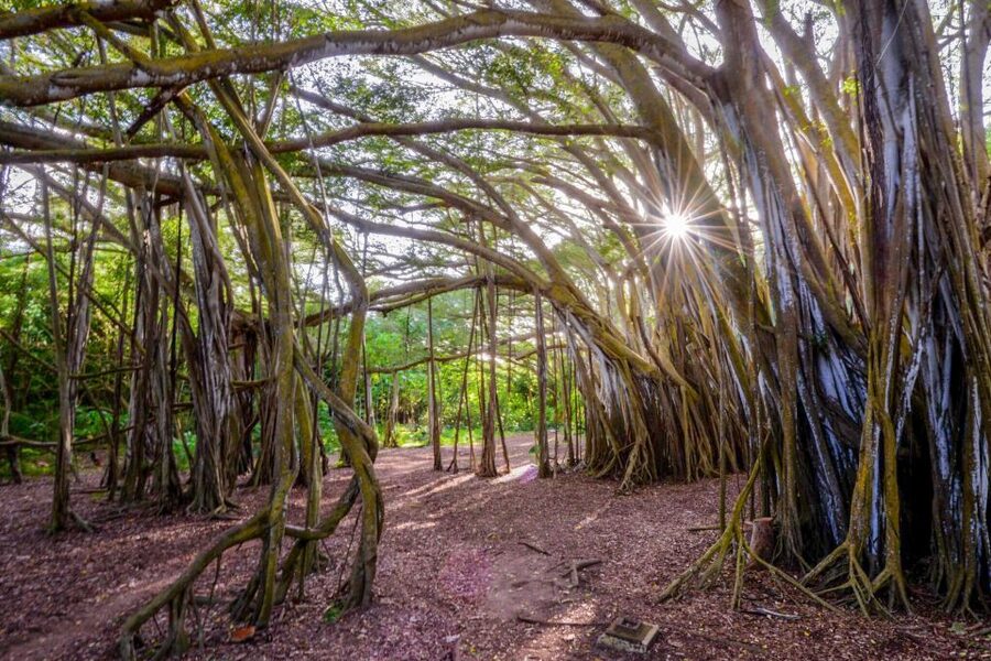 First Day Must 10-Hour Sunrise & Full Island Photo Tour - Why this Oahu photo tour works