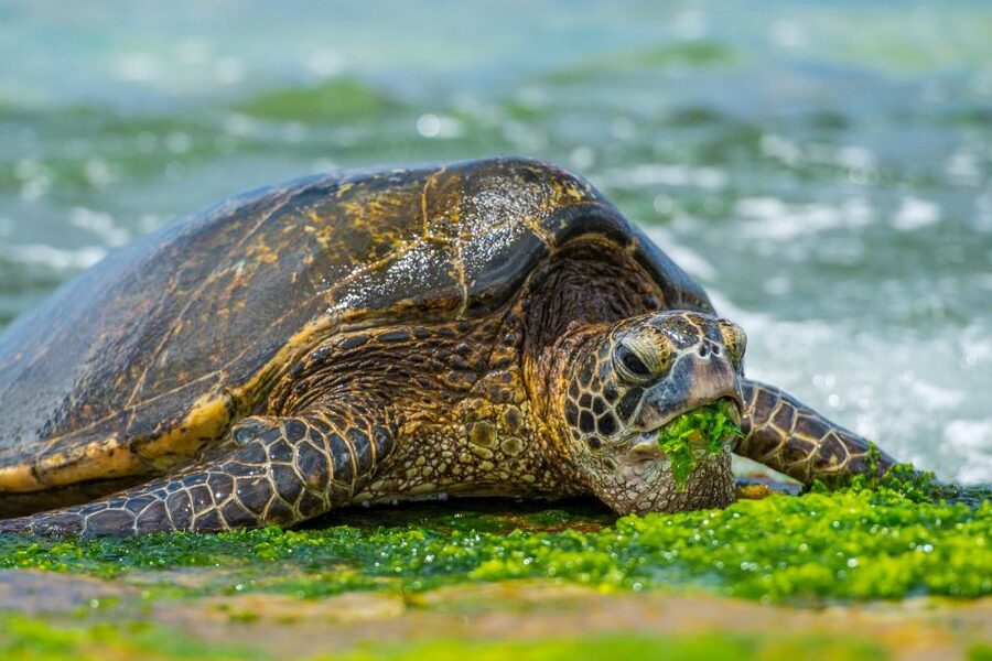 First Day Must 10-Hour Sunrise & Full Island Photo Tour - Haleiwa, lunch, and a slower final stretch