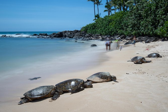 First Day Must: Oahu Sunrise & Circle Island Adventure - Banzai Pipeline and the North Shore