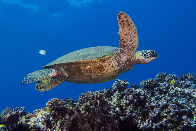 First Time Introductory Scuba Dive - Looking for turtles, octopuses, and electric eels
