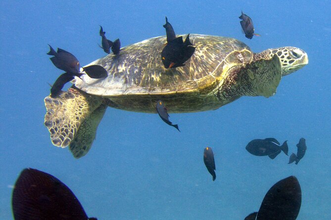 First Time Introductory Scuba Dive - Comfort, safety, and the medical waiver