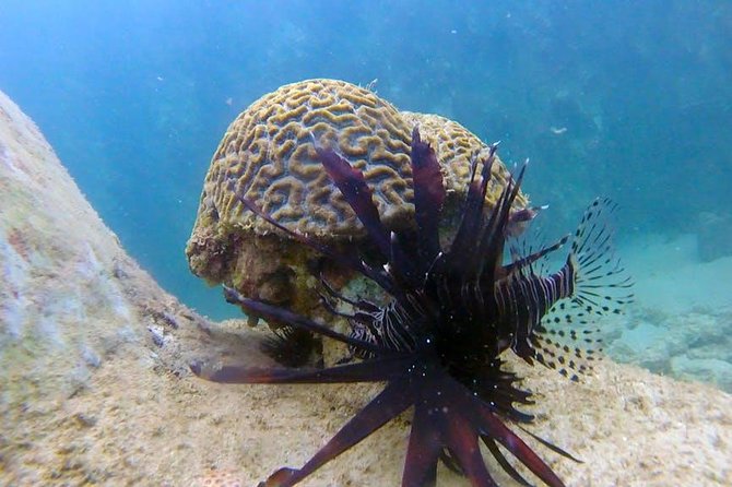 First-Time Scuba Diving in Honolulu + Free Videos - Why the guides matter so much