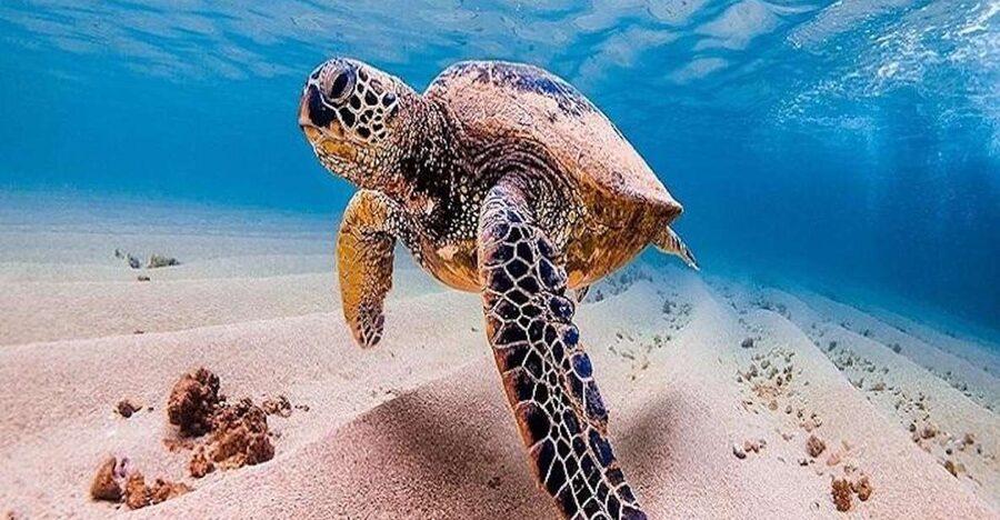 From Waikiki: Oahu Grand Circle Island Experience - Haleiwa, pineapple, and coffee to finish