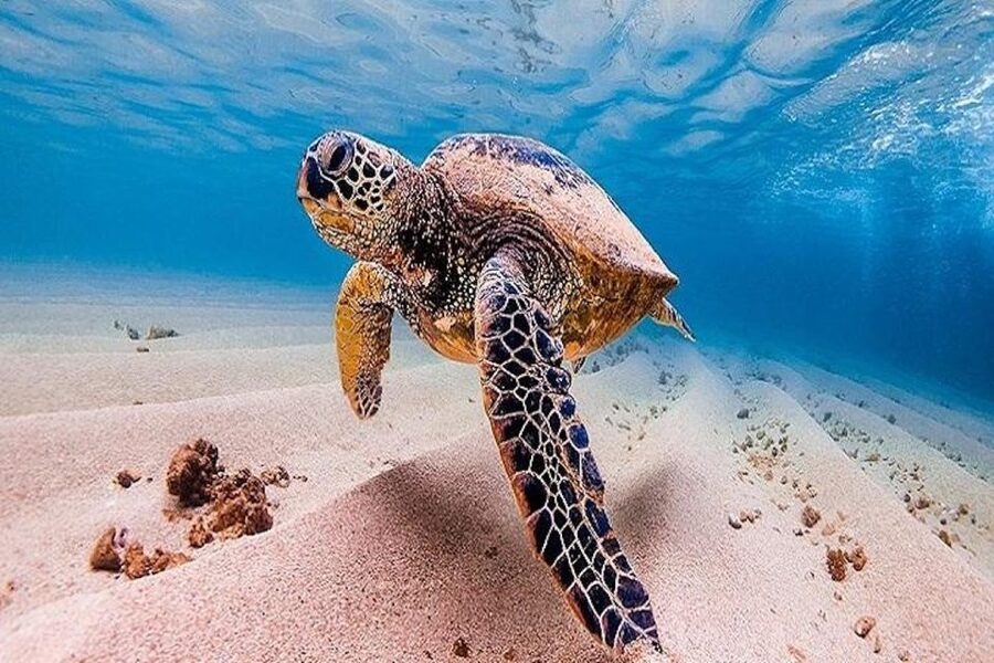 From Waikiki: Oahu Grand Circle Island Experience - Diamond Head and Oahu’s southeastern edge