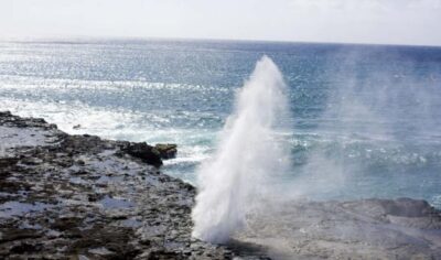 Oahu Scenic Half-Day Circle Island Tour