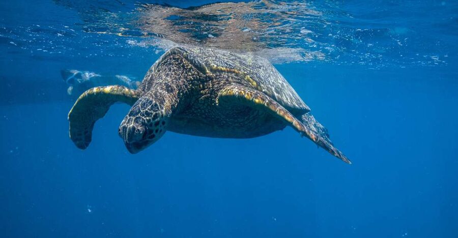 From Waikiki: Turtle Canyon Snorkeling Tour - Key points to know before booking