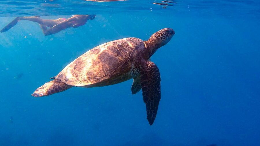 From Waikiki: Turtle Canyon Snorkeling Tour - Turtle Canyon is the reason to go