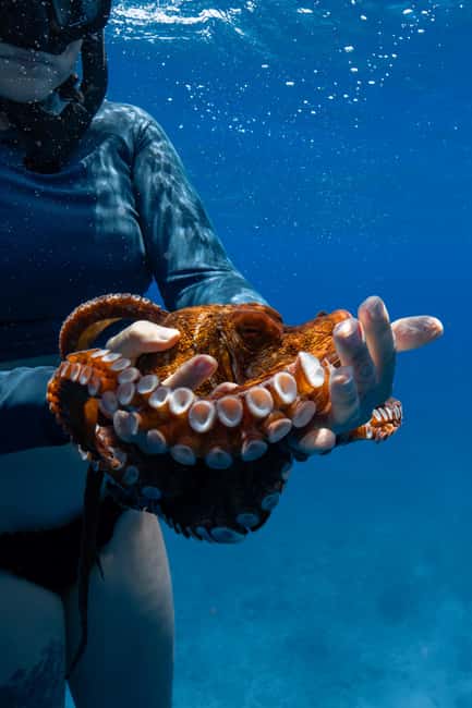 From Waikiki: Turtle Canyon Snorkeling Tour - Who will enjoy this tour most